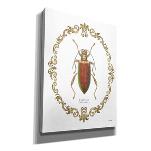 'Adorning Coleoptera VI' by James Wiens, Canvas Wall Art,12x16x1.1x0,20x24x1.1x0,26x30x1.74x0,40x54x1.74x0