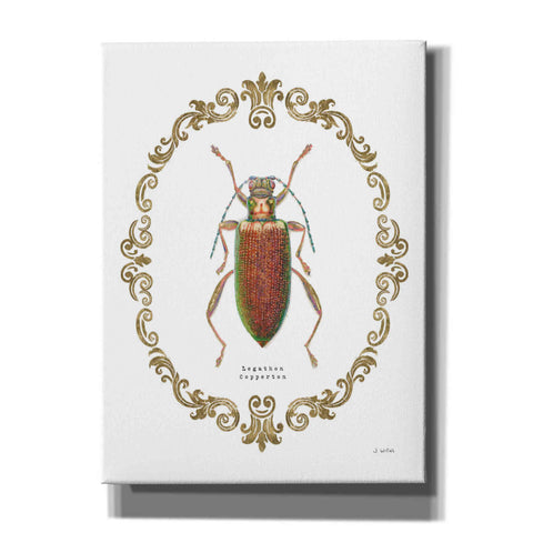 Image of 'Adorning Coleoptera VI' by James Wiens, Canvas Wall Art,12x16x1.1x0,20x24x1.1x0,26x30x1.74x0,40x54x1.74x0