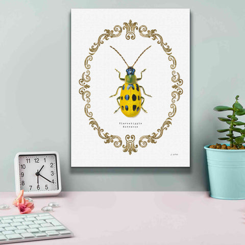 Image of 'Adorning Coleoptera VII' by James Wiens, Canvas Wall Art,12 x 16
