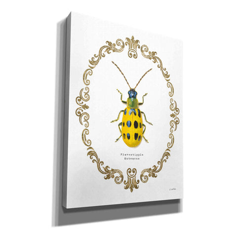 Image of 'Adorning Coleoptera VII' by James Wiens, Canvas Wall Art,12x16x1.1x0,20x24x1.1x0,26x30x1.74x0,40x54x1.74x0