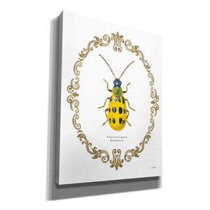 'Adorning Coleoptera VII' by James Wiens, Canvas Wall Art,12x16x1.1x0,20x24x1.1x0,26x30x1.74x0,40x54x1.74x0