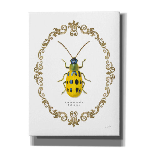 Image of 'Adorning Coleoptera VII' by James Wiens, Canvas Wall Art,12x16x1.1x0,20x24x1.1x0,26x30x1.74x0,40x54x1.74x0