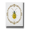 'Adorning Coleoptera VII' by James Wiens, Canvas Wall Art,12x16x1.1x0,20x24x1.1x0,26x30x1.74x0,40x54x1.74x0