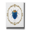 'Adorning Coleoptera V' by James Wiens, Canvas Wall Art,12x16x1.1x0,20x24x1.1x0,26x30x1.74x0,40x54x1.74x0