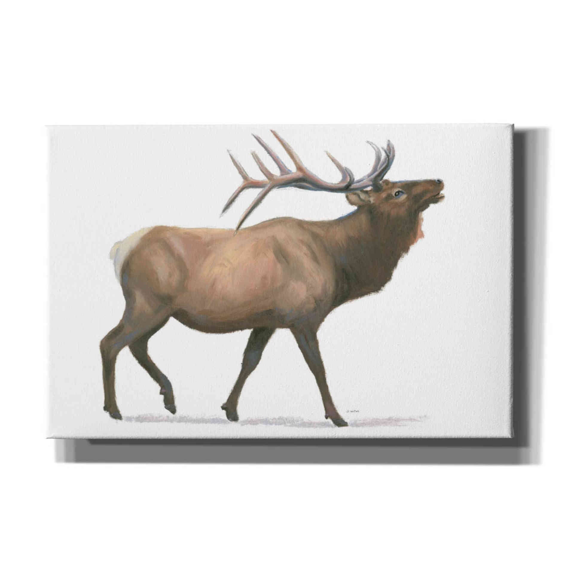 'Northern Wild III' by James Wiens, Canvas Wall Art,18x12x1.1x0,26x18x1.1x0,40x26x1.74x0,60x40x1.74x0