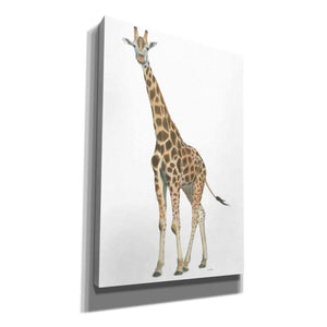 'Wild and Free V' by James Wiens, Canvas Wall Art,12x18x1.1x0,18x26x1.1x0,26x40x1.74x0,40x60x1.74x0