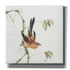 'Mountain Bush Warbler' by Chris Paschke, Canvas Wall Art