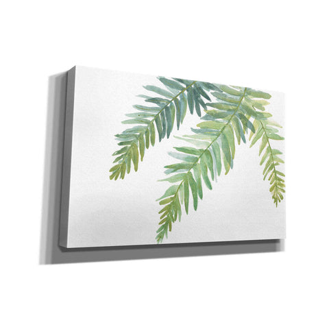 Image of 'Ferns I' by Chris Paschke, Canvas Wall Art