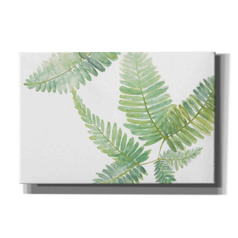 Image of 'Ferns II' by Chris Paschke, Canvas Wall Art