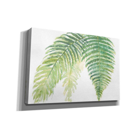 Image of 'Ferns III' by Chris Paschke, Canvas Wall Art