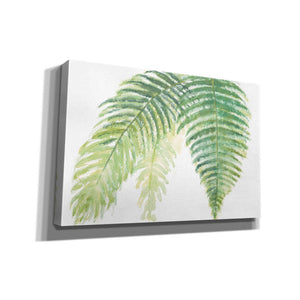 'Ferns III' by Chris Paschke, Canvas Wall Art