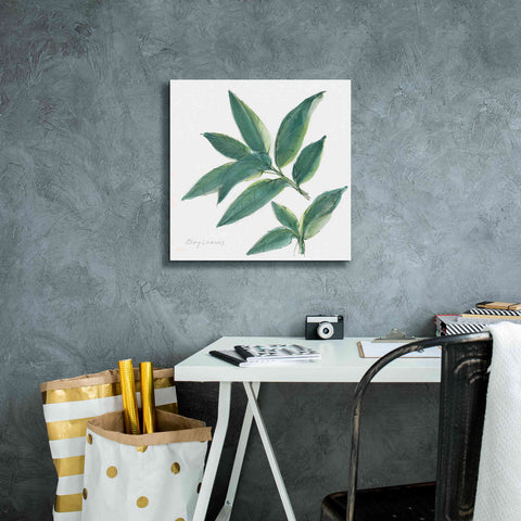Image of 'Bay Leaf' by Chris Paschke, Canvas Wall Art,18 x 18