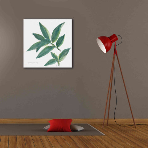 Image of 'Bay Leaf' by Chris Paschke, Canvas Wall Art,26 x 26