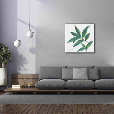 Image of 'Bay Leaf' by Chris Paschke, Canvas Wall Art,37 x 37