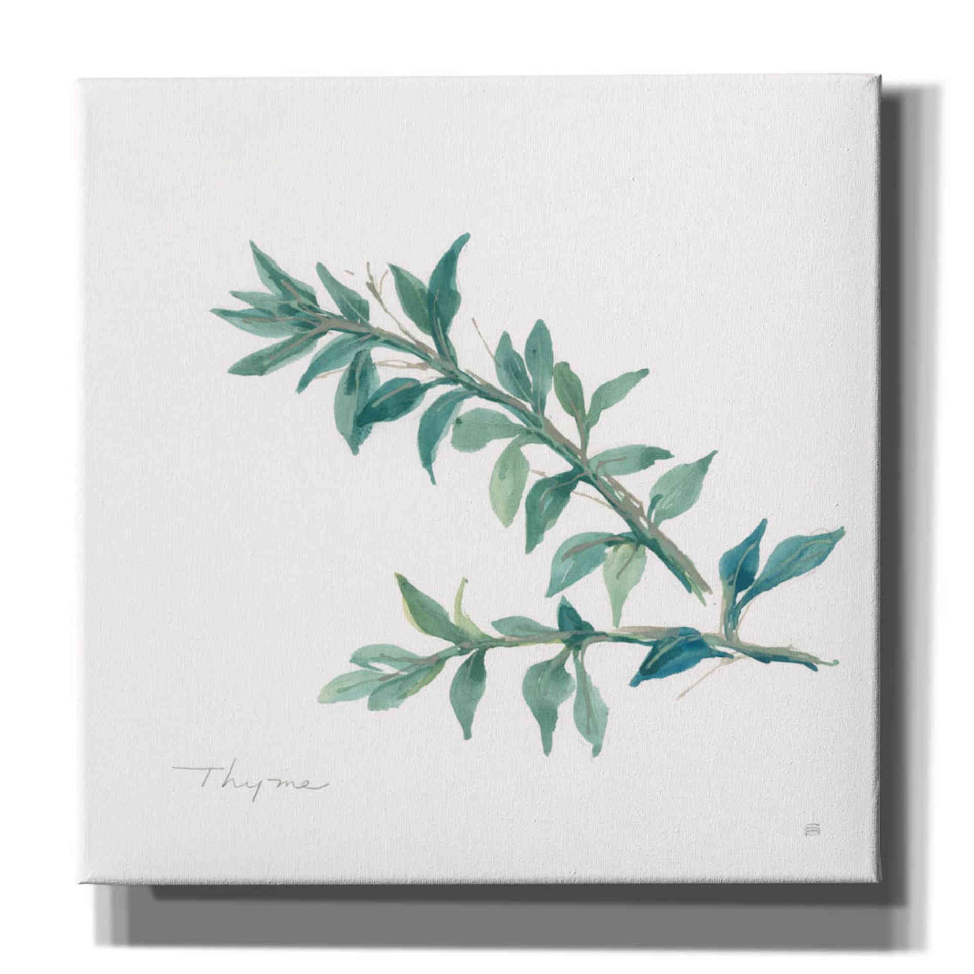 'Thyme' by Chris Paschke, Canvas Wall Art