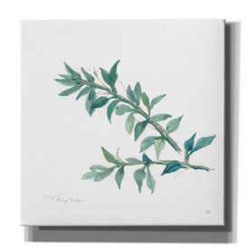 'Thyme' by Chris Paschke, Canvas Wall Art