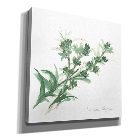 Image of 'Lemon Thyme' by Chris Paschke, Canvas Wall Art