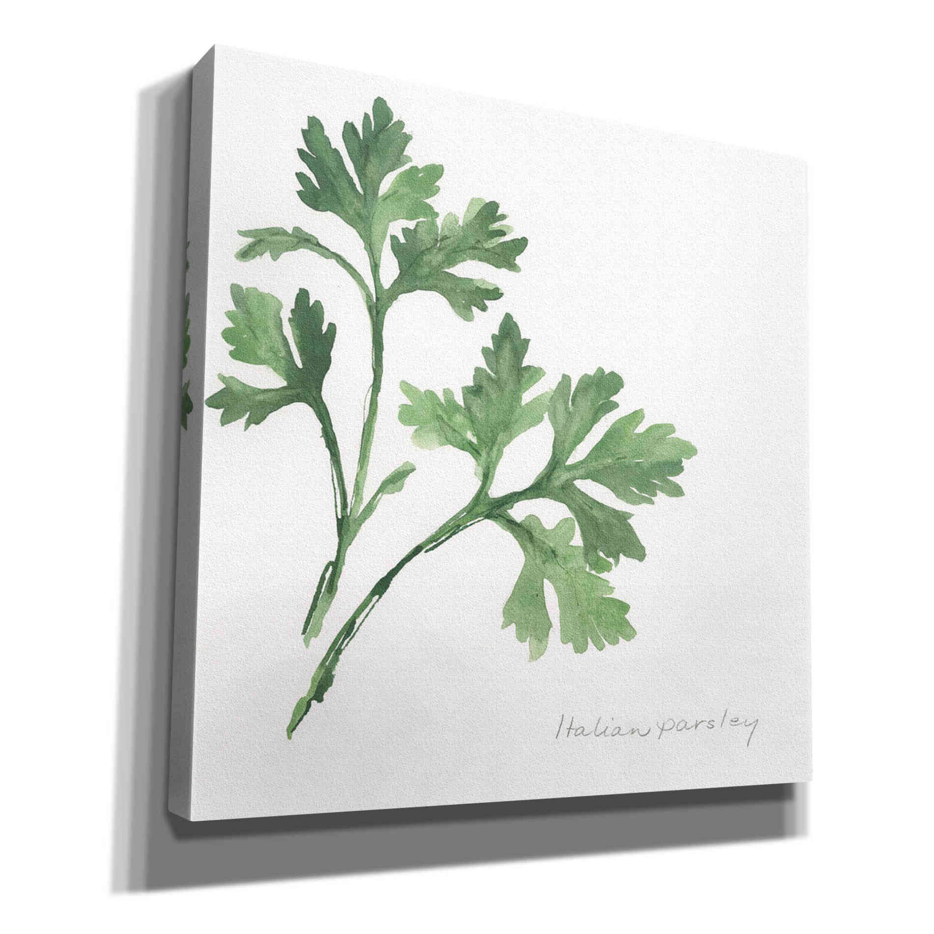'Italian Parsley' by Chris Paschke, Canvas Wall Art