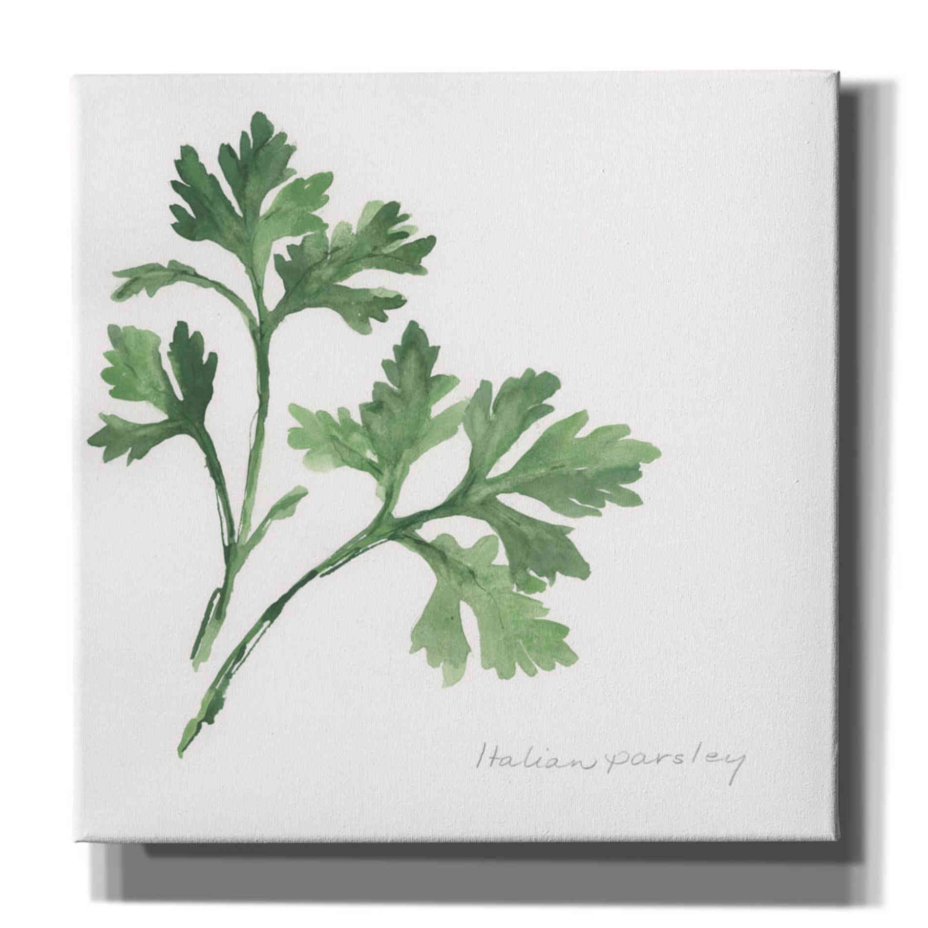 'Italian Parsley' by Chris Paschke, Canvas Wall Art