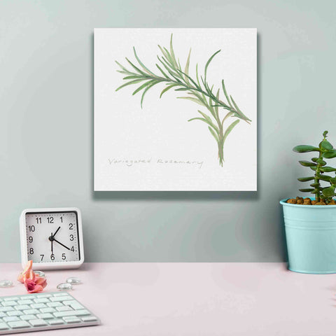 Image of 'Variegated Rosemary' by Chris Paschke, Canvas Wall Art,12 x 12