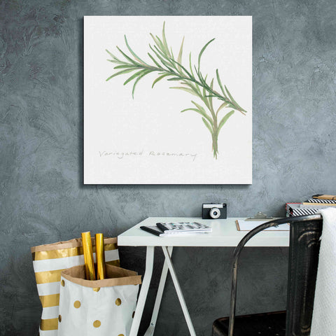 Image of 'Variegated Rosemary' by Chris Paschke, Canvas Wall Art,26 x 26