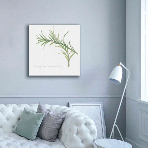 Image of 'Variegated Rosemary' by Chris Paschke, Canvas Wall Art,37 x 37