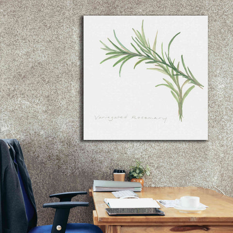 Image of 'Variegated Rosemary' by Chris Paschke, Canvas Wall Art,37 x 37