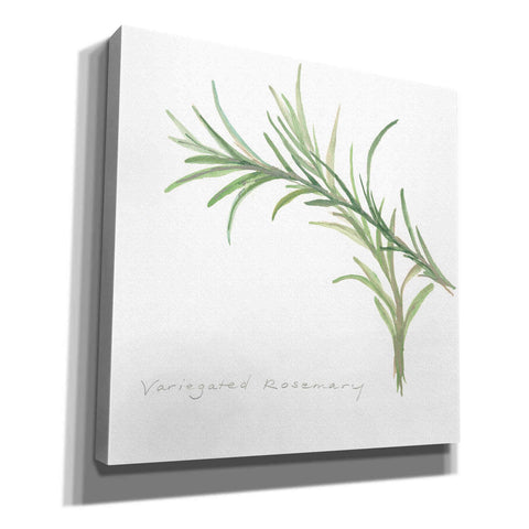 Image of 'Variegated Rosemary' by Chris Paschke, Canvas Wall Art