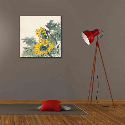 Image of 'Sunflower II' by Chris Paschke, Giclee Canvas Wall Art,26 x 26