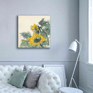 'Sunflower II' by Chris Paschke, Giclee Canvas Wall Art,37 x 37