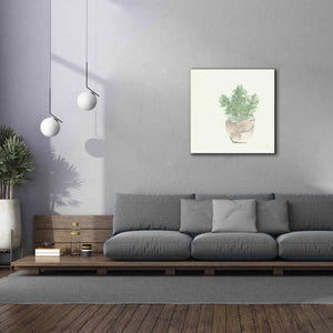 'Succulent II' by Chris Paschke, Giclee Canvas Wall Art,37 x 37