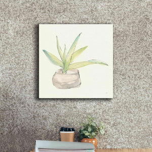 'Succulent III' by Chris Paschke, Giclee Canvas Wall Art,18 x 18