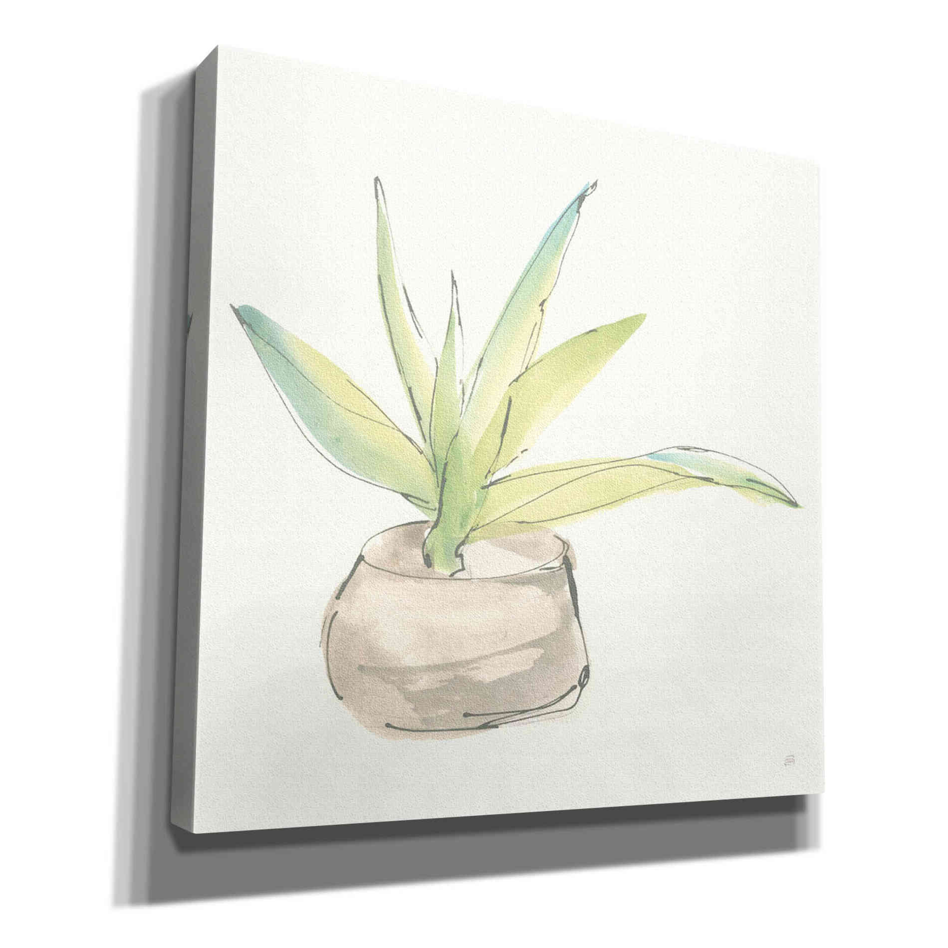 'Succulent III' by Chris Paschke, Giclee Canvas Wall Art