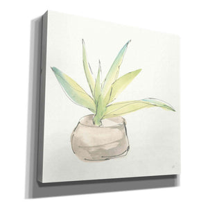 'Succulent III' by Chris Paschke, Giclee Canvas Wall Art