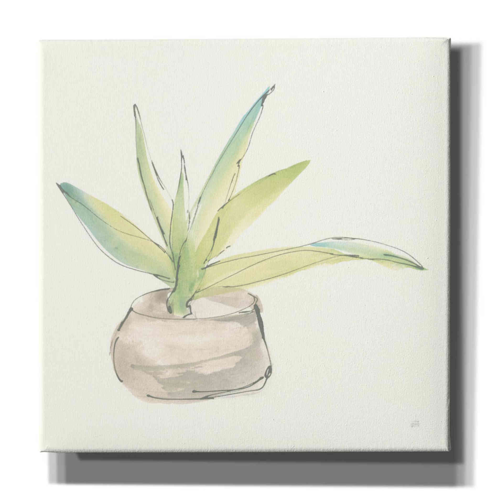 'Succulent III' by Chris Paschke, Giclee Canvas Wall Art