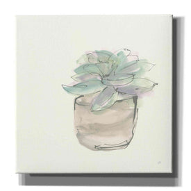 'Succulent IV' by Chris Paschke, Giclee Canvas Wall Art