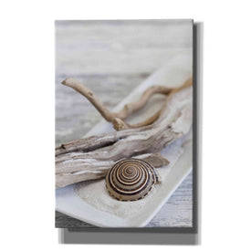 'Zen Style Driftwood Seashell Still' by Andrea Haase, Giclee Canvas Wall Art