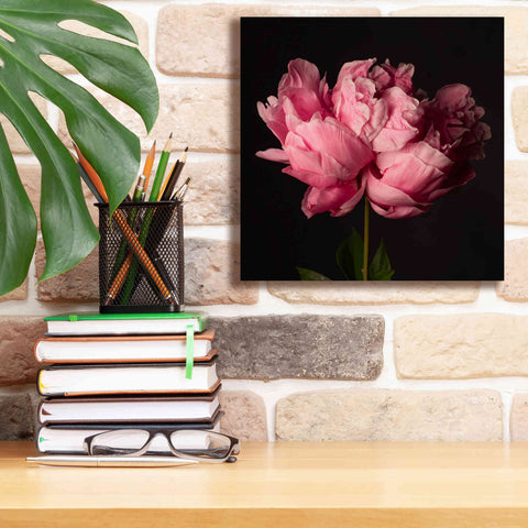 Image of 'Perfect Peony' by Leah McLean Giclee Canvas Wall Art,12 x 12