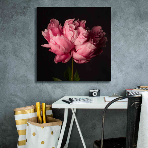 Image of 'Perfect Peony' by Leah McLean Giclee Canvas Wall Art,26 x 26