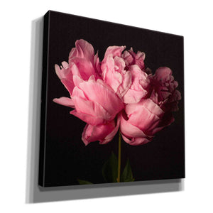 'Perfect Peony' by Leah McLean Giclee Canvas Wall Art