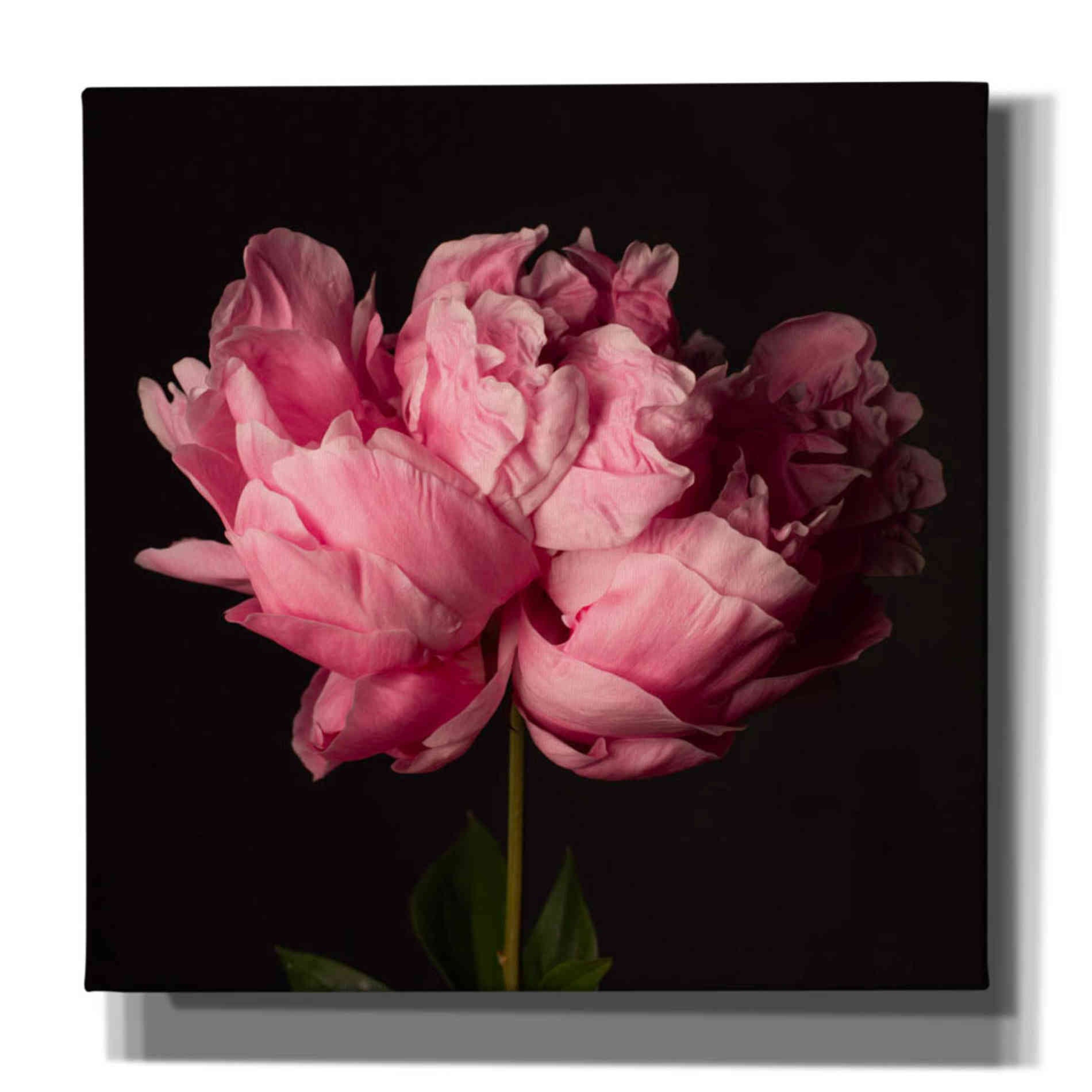 'Perfect Peony' by Leah McLean Giclee Canvas Wall Art