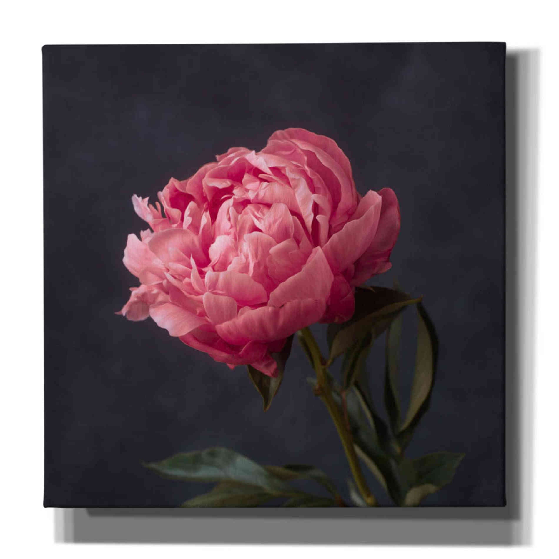 'Perfectly Pink' by Leah McLean Giclee Canvas Wall Art