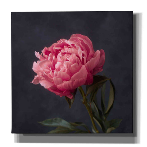 Image of 'Perfectly Pink' by Leah McLean Giclee Canvas Wall Art