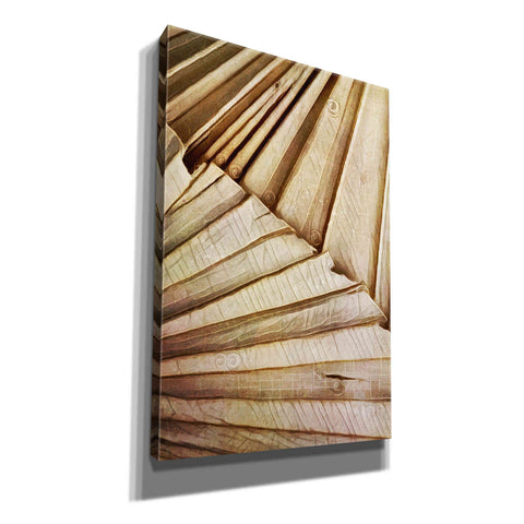 Image of 'Natural Dried Palms 1' by Ashley Aldridge Giclee Canvas Wall Art