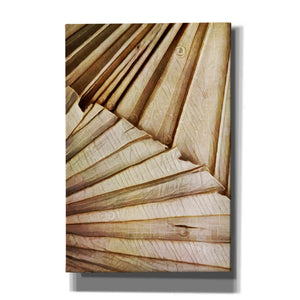 'Natural Dried Palms 1' by Ashley Aldridge Giclee Canvas Wall Art