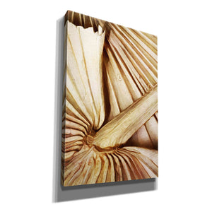 'Natural Dried Palms 2' by Ashley Aldridge Giclee Canvas Wall Art