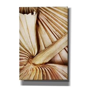 'Natural Dried Palms 2' by Ashley Aldridge Giclee Canvas Wall Art