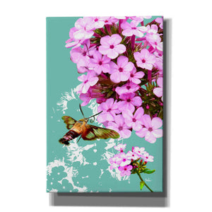'Clearwing On Flox' by Evelia Designs Giclee Canvas Wall Art