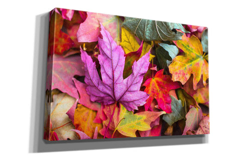 Image of 'Beautiful Fall' by Epic Portfolio, Giclee Canvas Wall Art