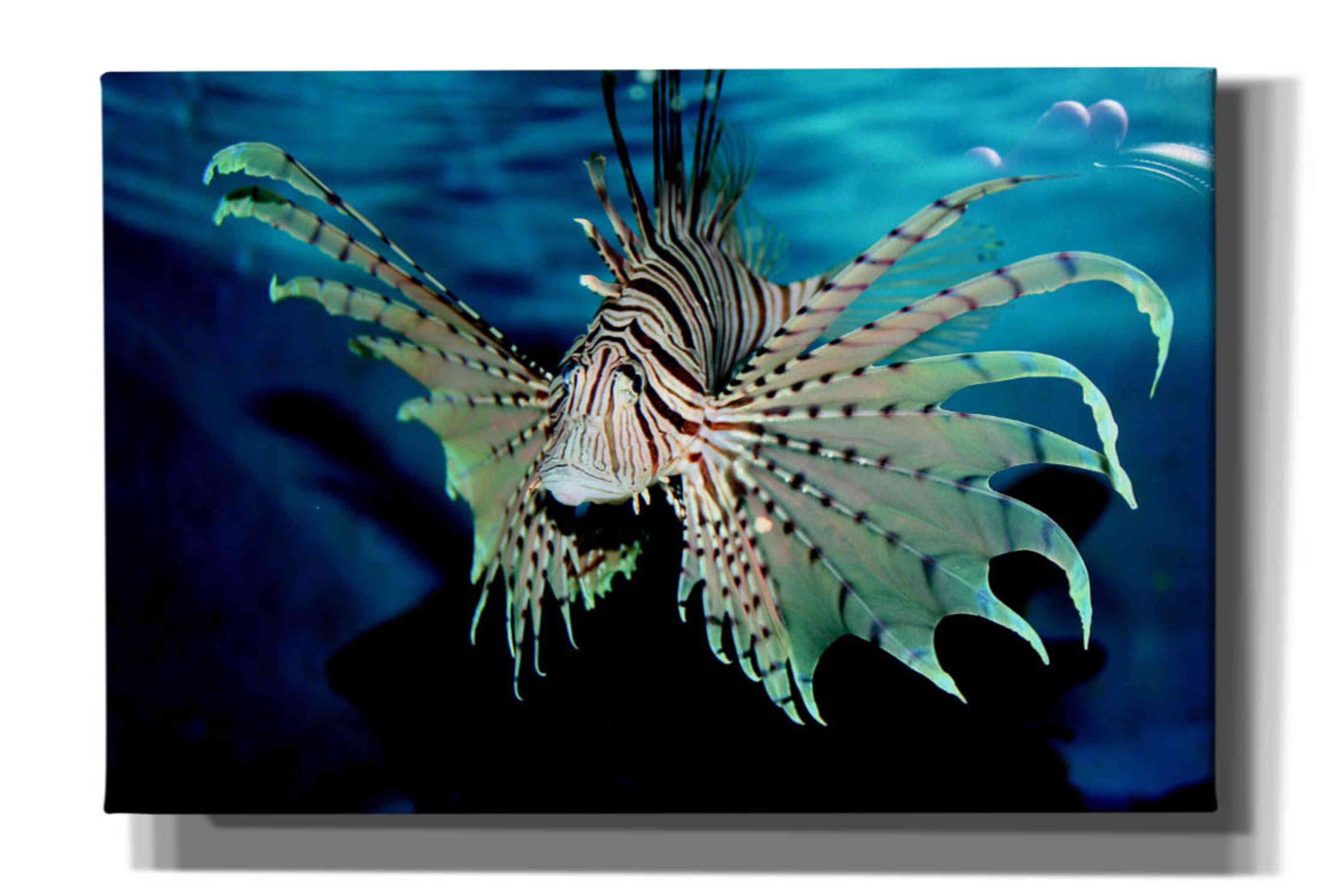 'Boo' by Epic Portfolio, Giclee Canvas Wall Art